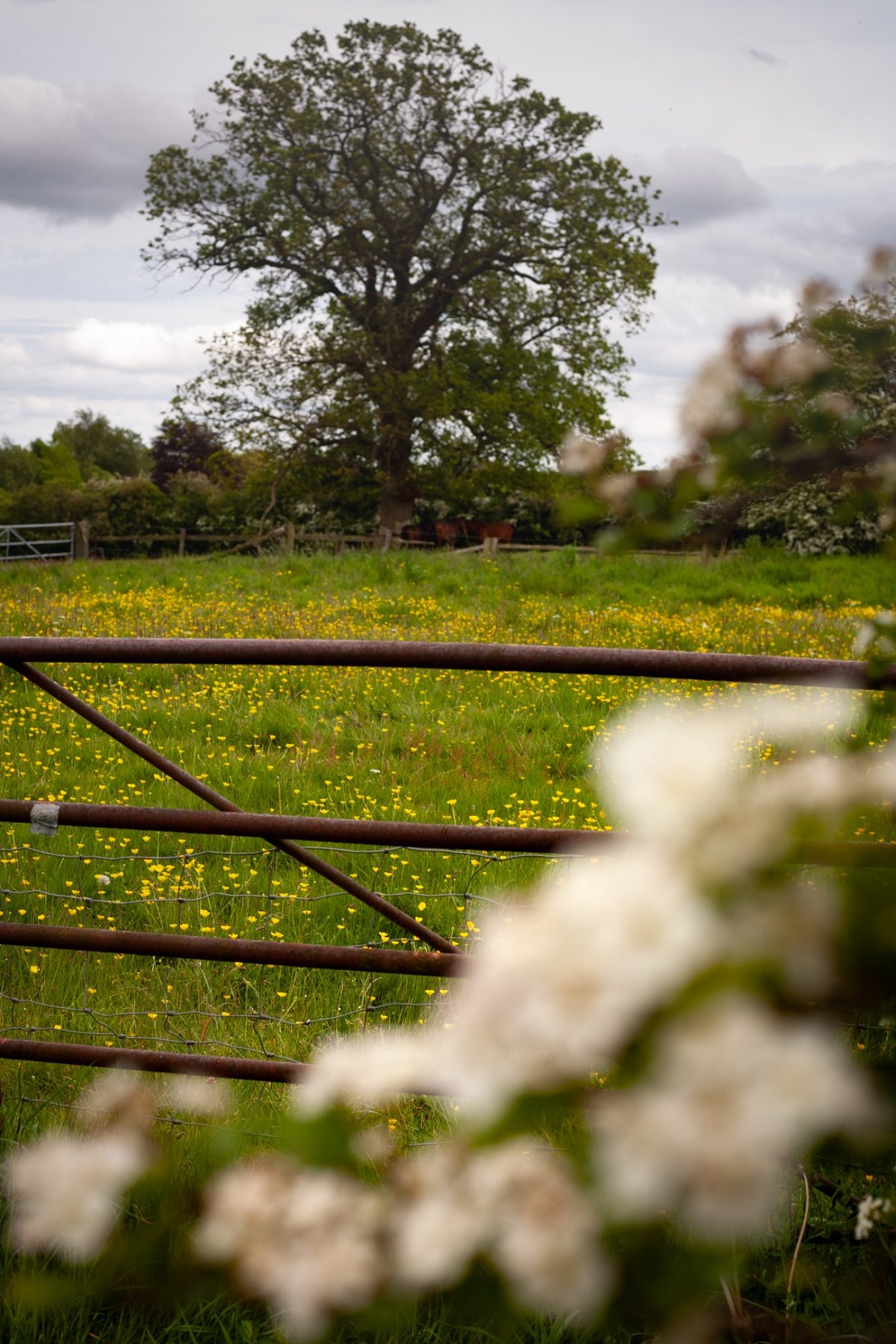 Metal farm gate in evening light